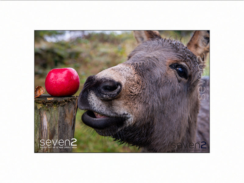 Donky | Ass posing beside juicy red apple