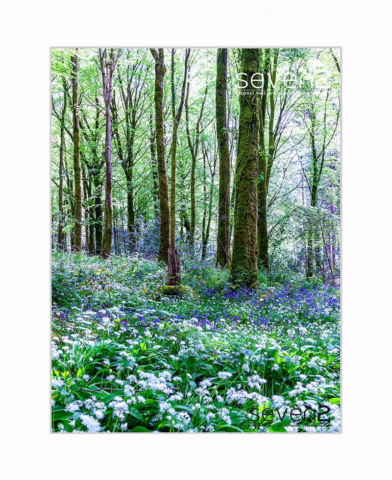 Bluebells and wild garlic under tree's at castle Caldwell, Belleek, Co. Fermanagh