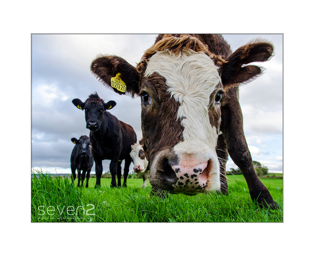 young cow looking into camera at close range grass level