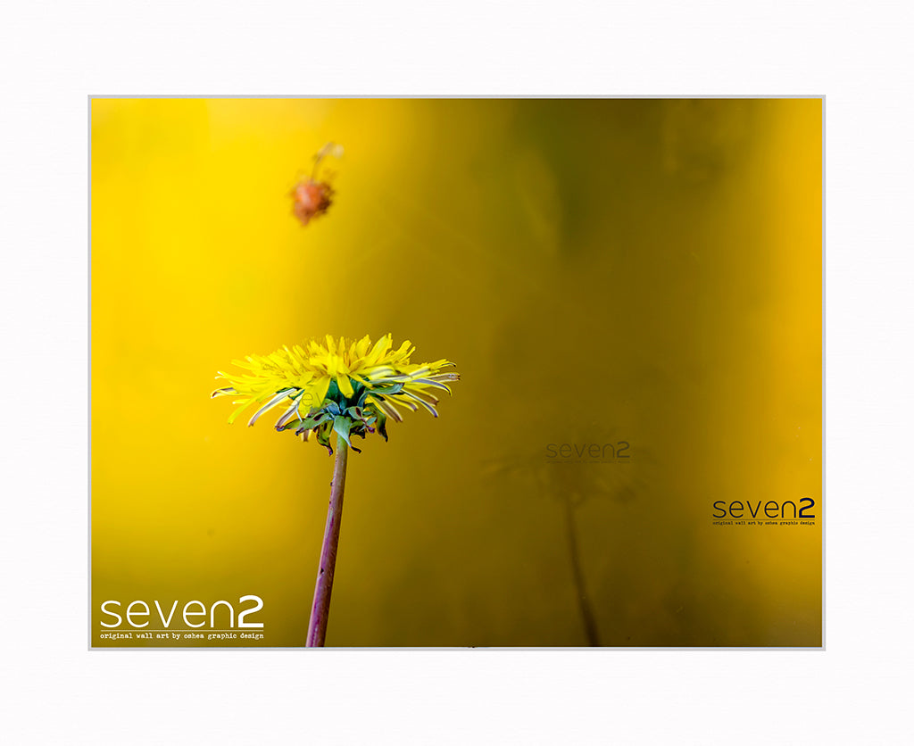 Dandelion and reflection with yellow abstract vibe