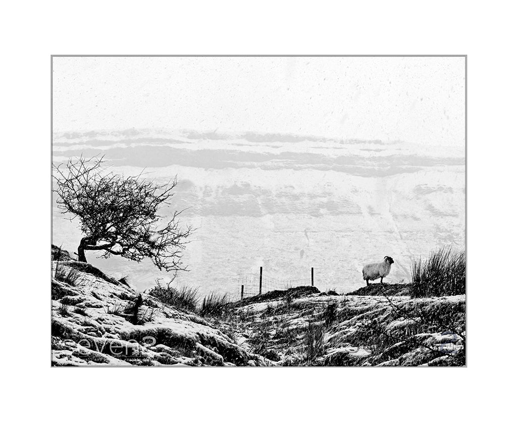 black and white photo of lone sheep taken in Leitrim with Ben bulben background. wild atlantic way Ireland