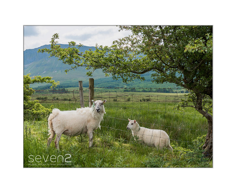 photo of 2 sheep under a tree with mountain background
