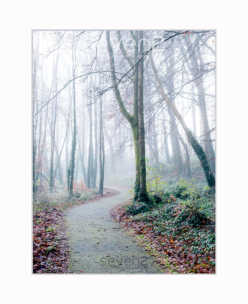 mystical misty scene at Ely forest walk co.Fermanagh