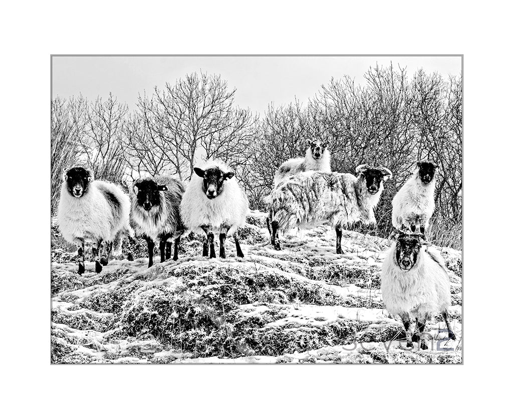 seven sheep on snowy hlll looking at camera
